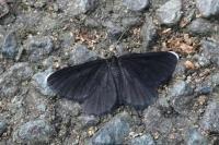 Odezia atrata