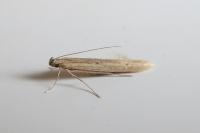 Batrachedra parvulipunctella