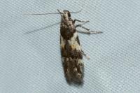 Teleiodes luculella