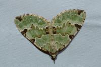 Colostygia pectinataria