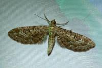 Eupithecia nanata