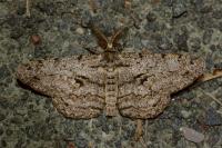 Hypomecis roboraria