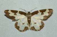 Lomaspilis marginata