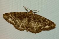 Parectropis similaria