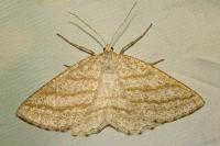 Perconia strigillaria