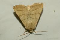Charanyca trigrammica