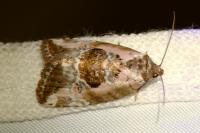 Elaphria venustula