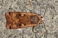 Noctua pronuba