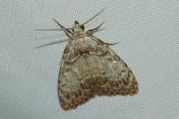 Meganola strigula