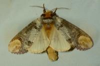 Phalera bucephala