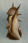 Pheosia gnoma