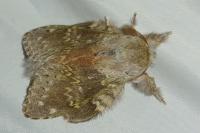 Stauropus fagi