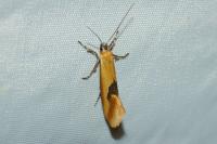 Batia lambdella