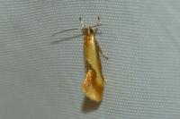 Batia lunaris