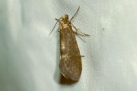 Taleporia tubulosa