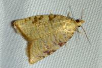 Aleimma loeflingiana