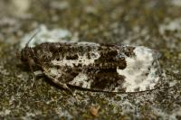 Apotomis turbidana