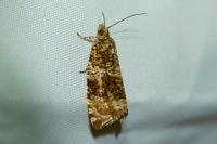Celypha lacunana