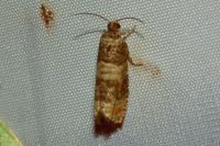 Piniphila bifasciana