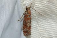 Rhyacionia miniatana