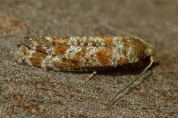 Rhyacionia miniatana