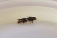 Elachista stabilella