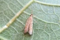 Metzneria