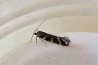 Oxypteryx wilkella