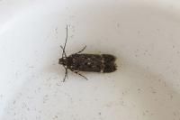 Neofriseria peliella