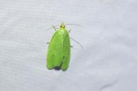 Tortrix viridana