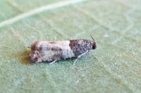 Gypsonoma aceriana