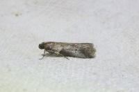 Acrobasis consociella