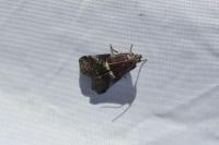 Acrobasis marmorea
