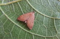 Anania terrealis