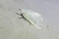 Leucoma salicis
