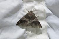 Dysgonia algira
