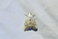 Nola infantula
