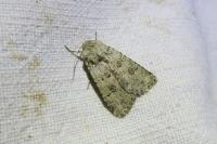 Anarta stigmosa