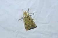 Agrotis ripae