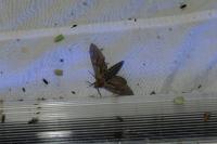 Hyloicus pinastri