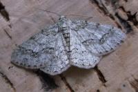 Ectropis crepuscularia