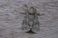 Acronicta megacephala