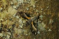 Proserpinus proserpina