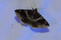 Dysgonia algira