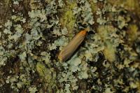 Katha depressa