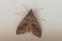 Mecyna asinalis