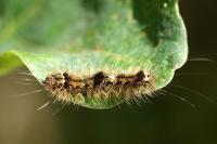 Wittia sororcula
