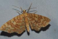 Hydrelia flammeolaria