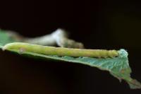 Cabera exanthemata
