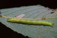 Cabera exanthemata
